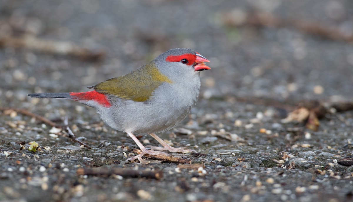Red-browed Firetail - ML79215561