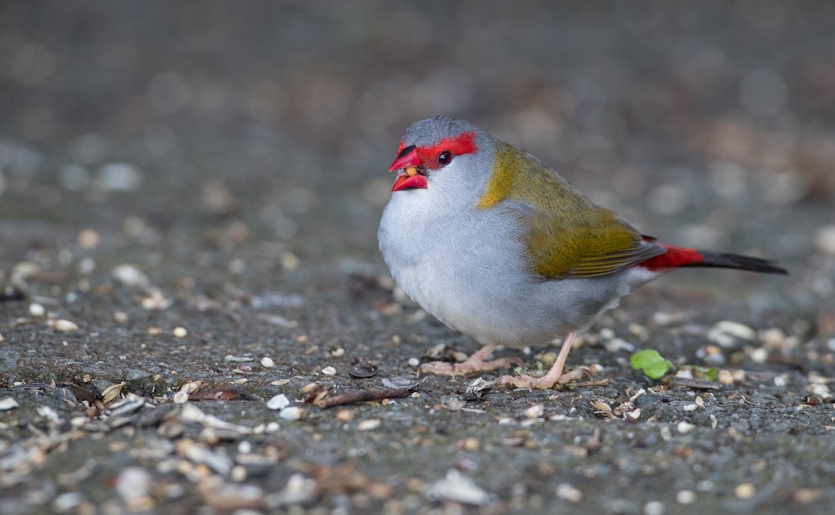 Red-browed Firetail - ML79215571