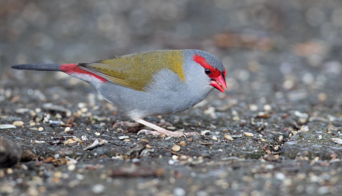 Red-browed Firetail - ML79215591