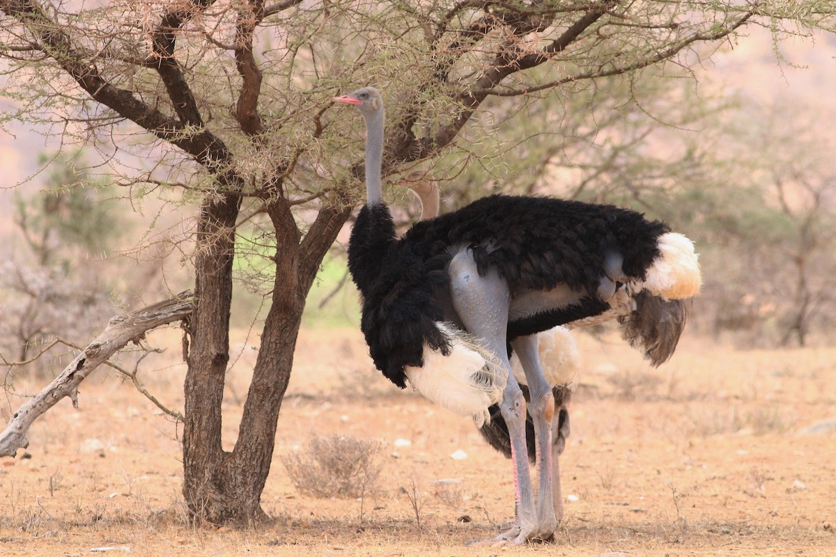 Сомалийский страус - ML79216261