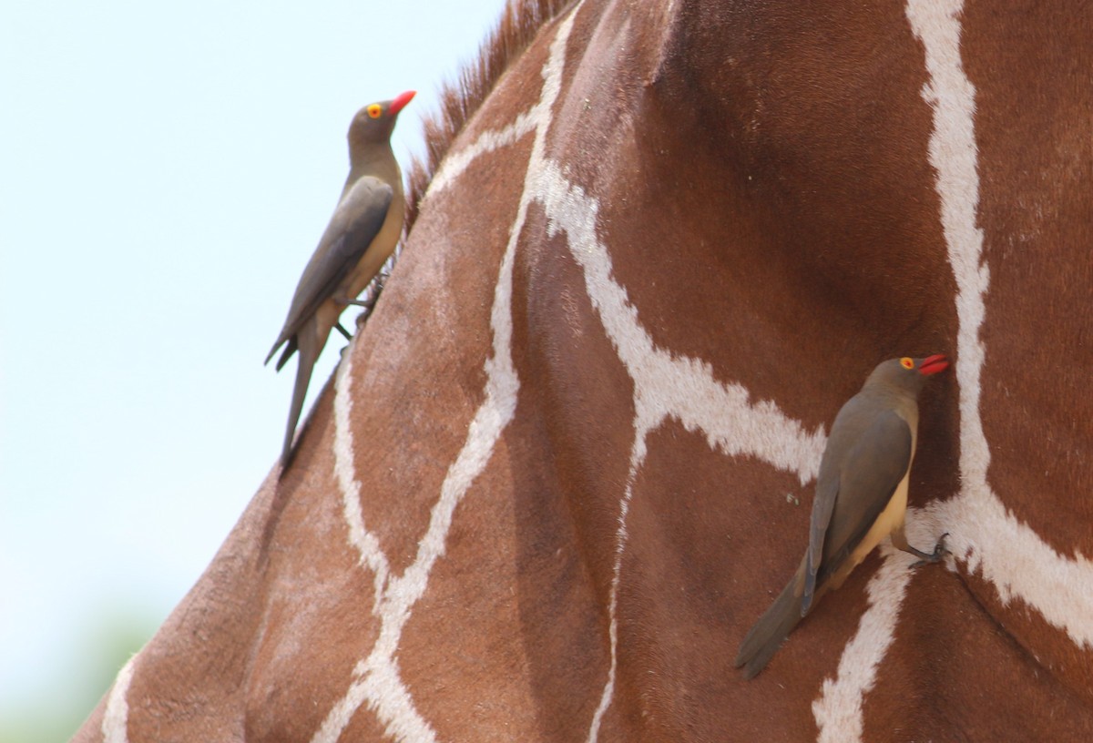Red-billed Oxpecker - ML79216291