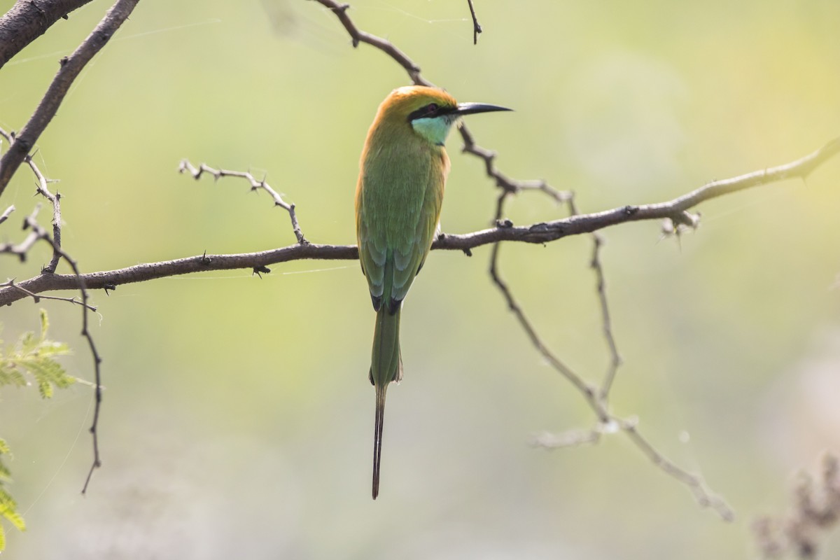 Asian Green Bee-eater - Ravi naidu