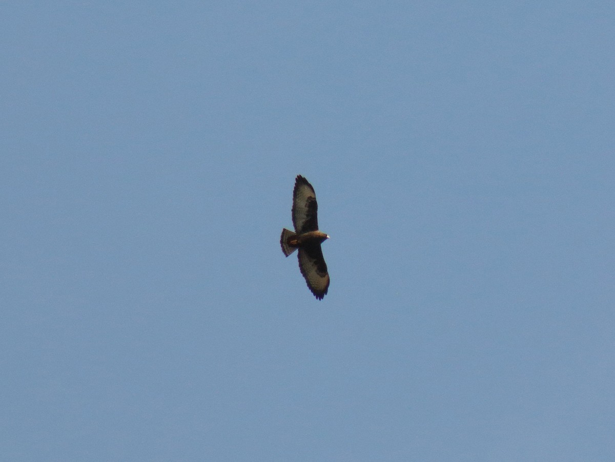 Broad-winged Hawk - Anuar López