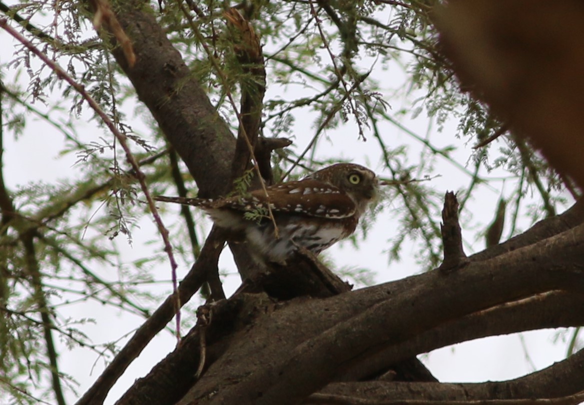 Pearl-spotted Owlet - ML79216821