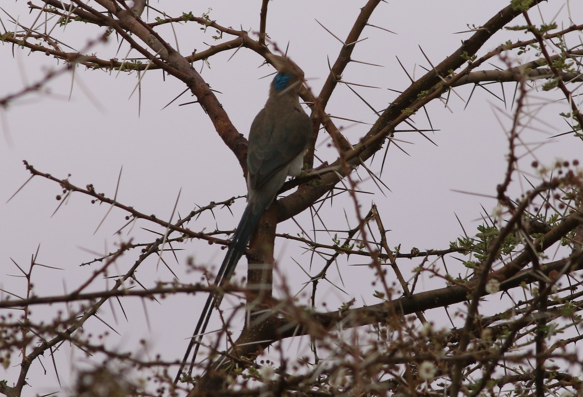 Blue-naped Mousebird - ML79217241