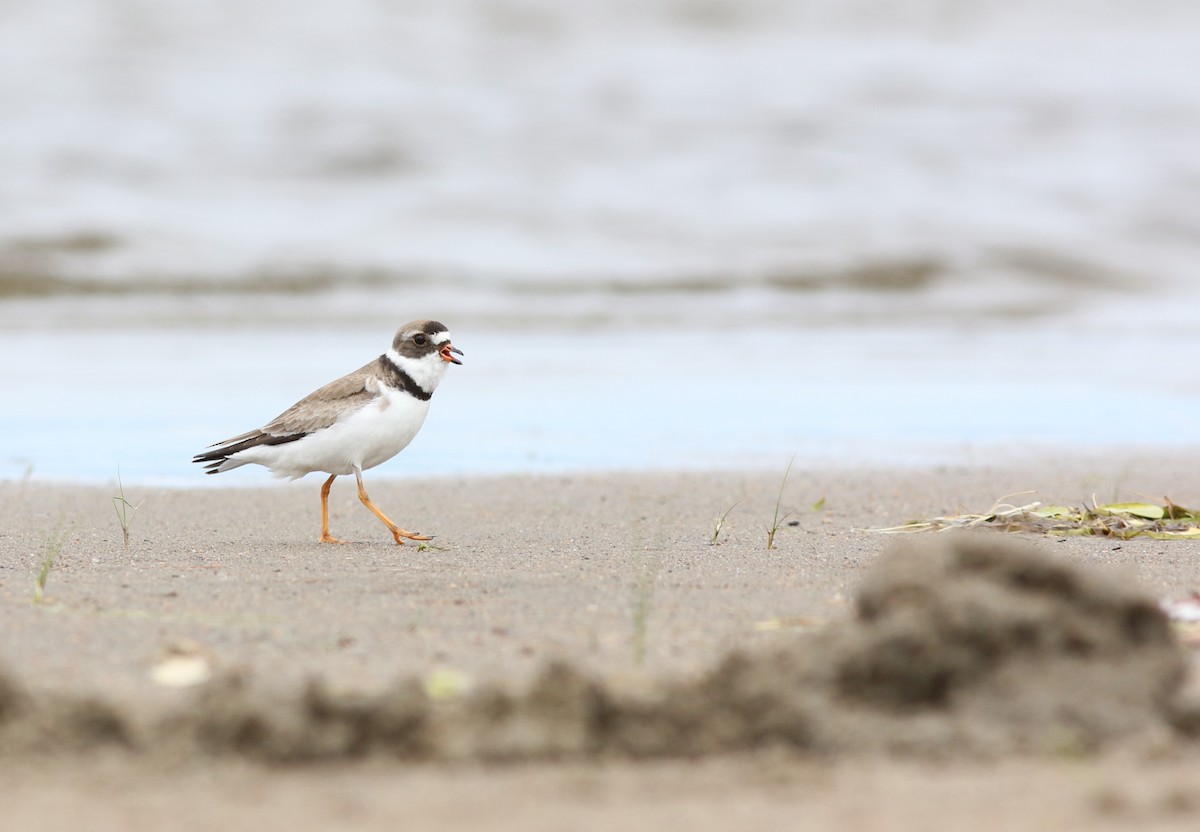 Semipalmated Plover - Mark Patry