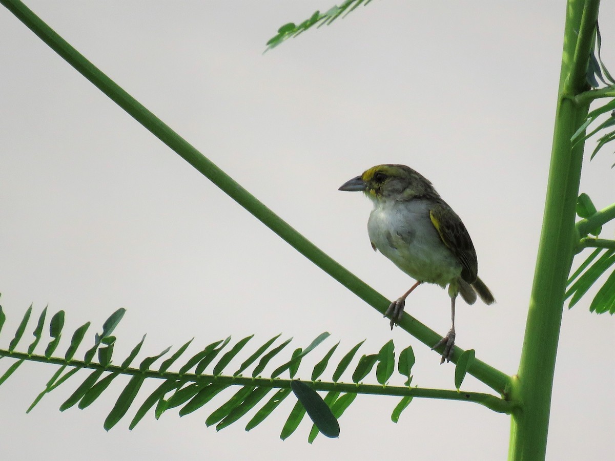 Yellow-browed Sparrow - Örjan Sjögren