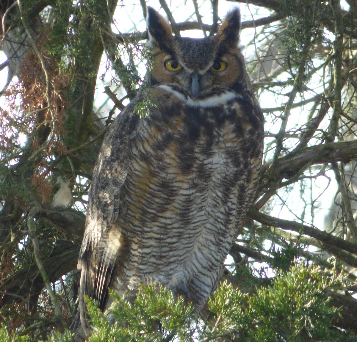 Great Horned Owl - ML79220351