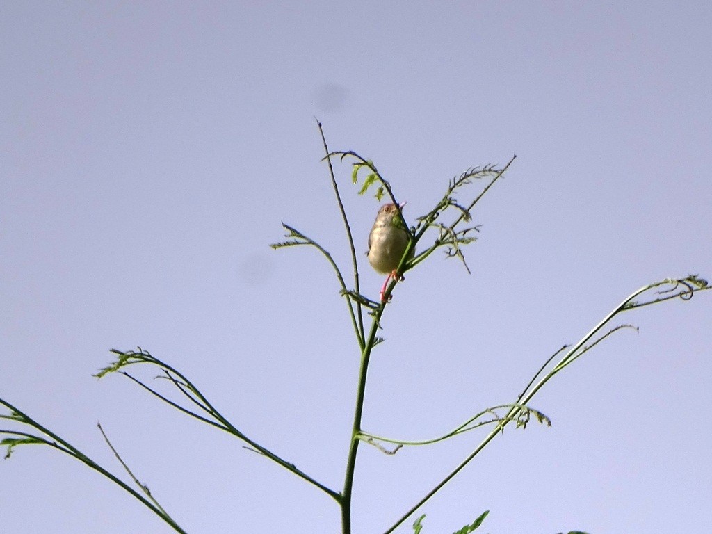 Common Tailorbird - Sreekumar Chirukandoth