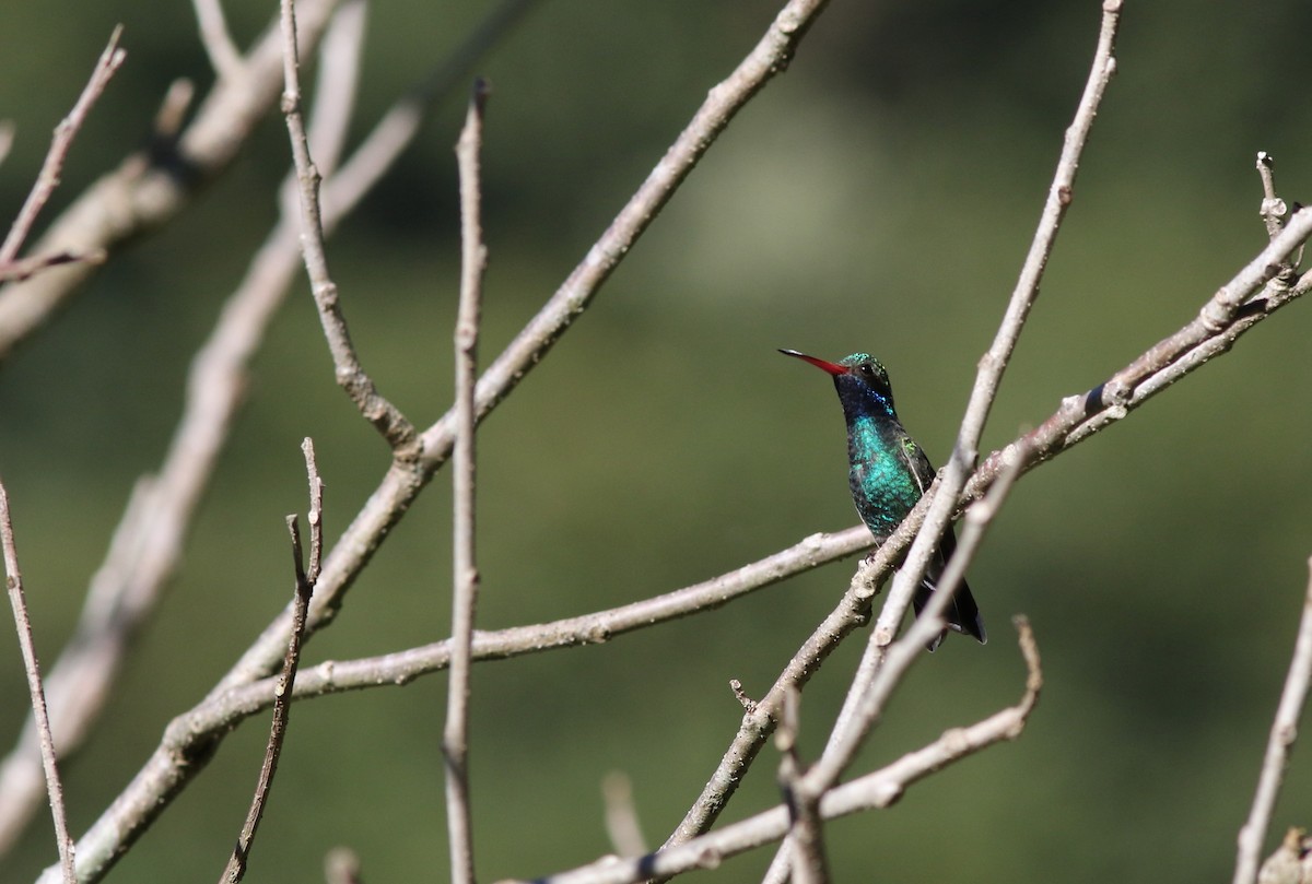 Broad-billed Hummingbird - ML79223591