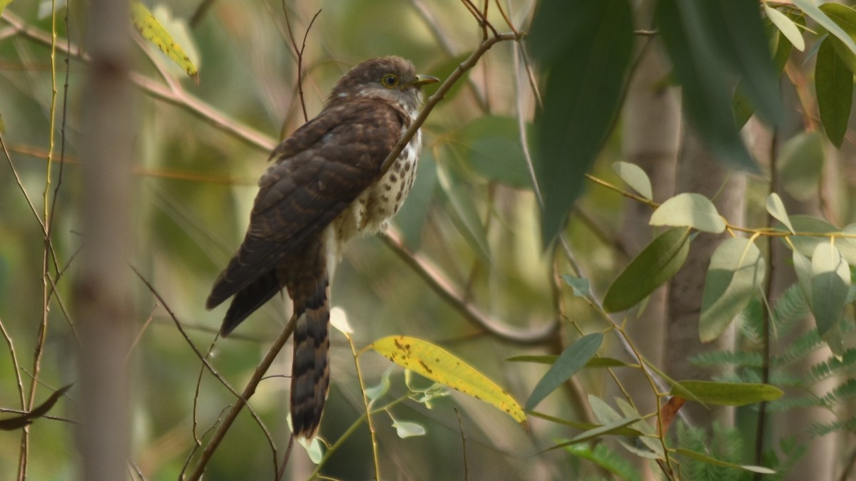 Common Hawk-Cuckoo - Sundar Palanivelu