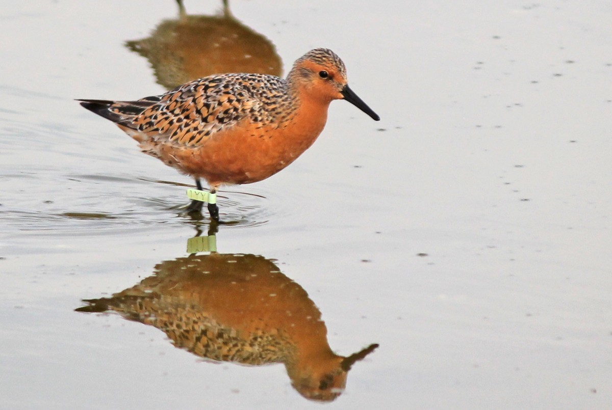 Red Knot - Andrew S. Aldrich