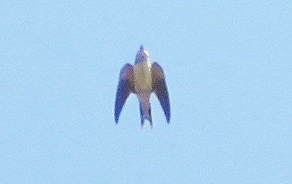 Barn Swallow - Rich Hoyer