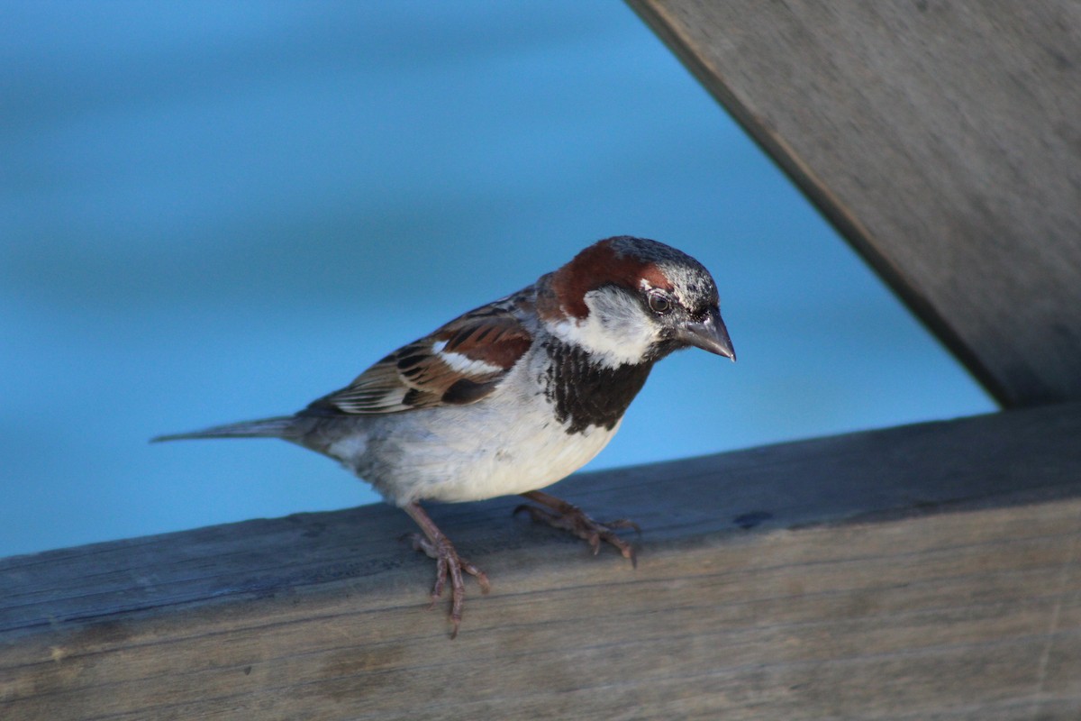 House Sparrow - Deva Migrador