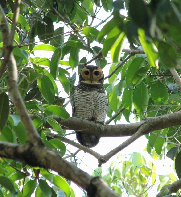 Spotted Wood-Owl - Abby Darrah