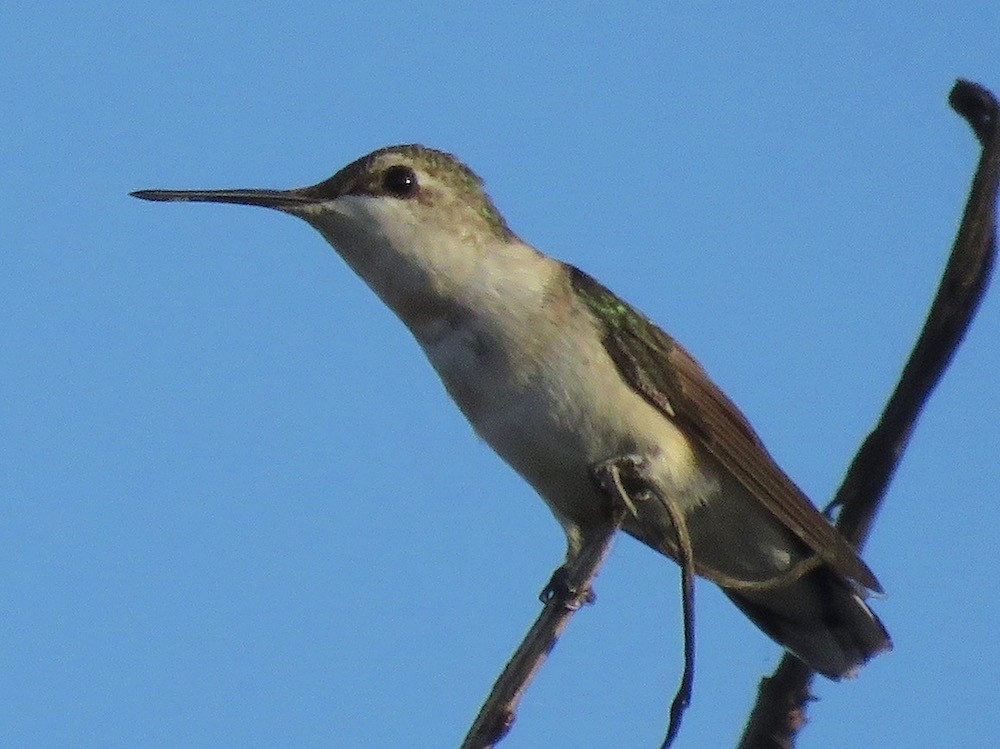 Ruby-throated Hummingbird - Rich Hoyer