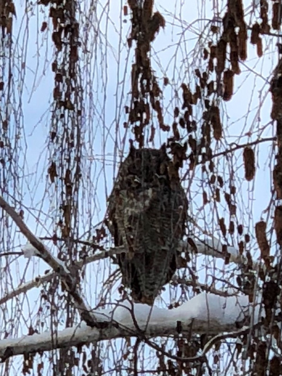 Great Horned Owl - ML79237681