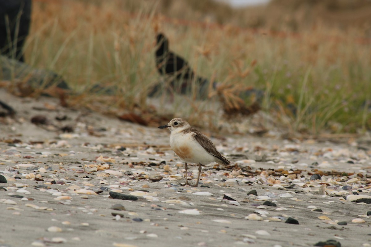 Red-breasted Dotterel - ML79238701