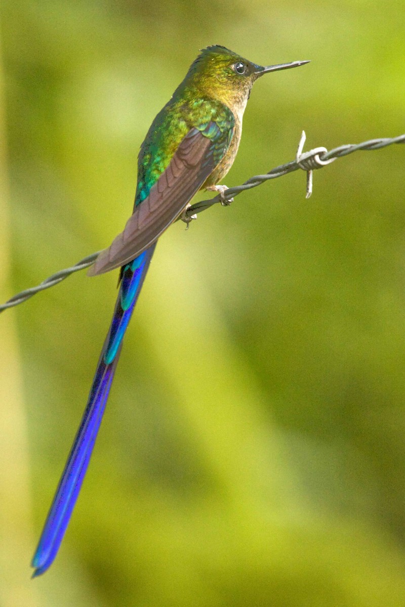 Violet-tailed Sylph - ML79238911