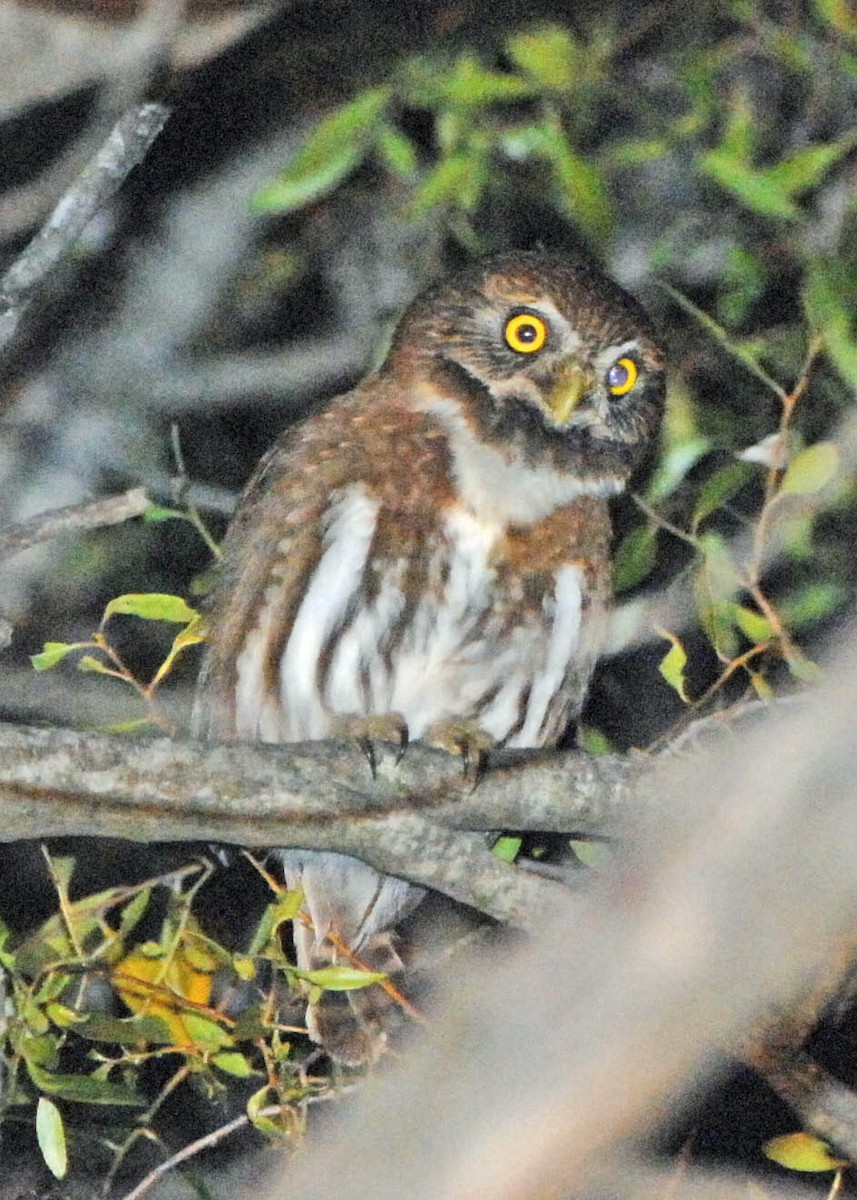 Austral Pygmy-Owl - ML79239801