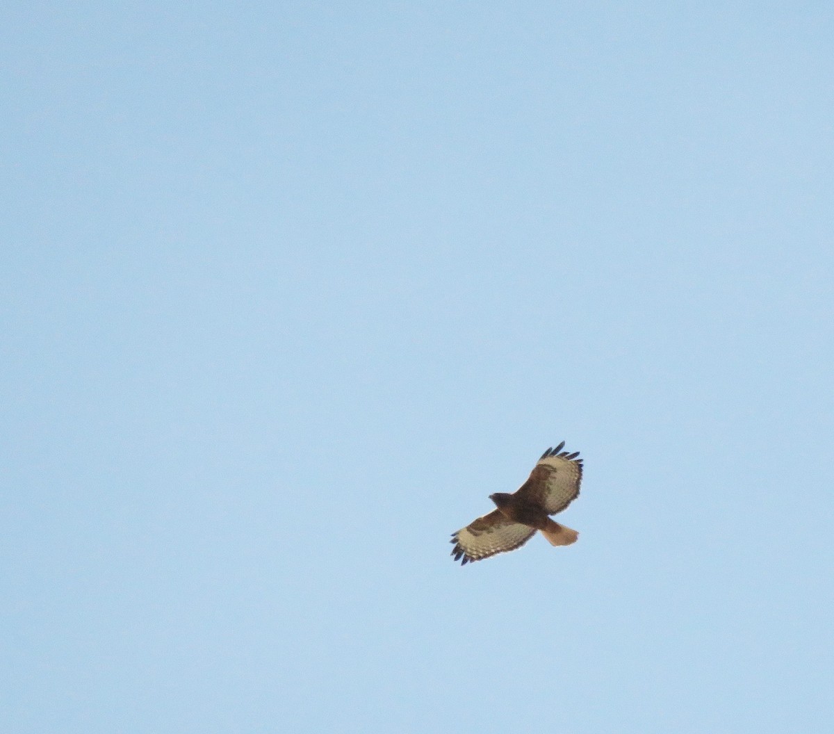 Red-tailed Hawk - ML79239921