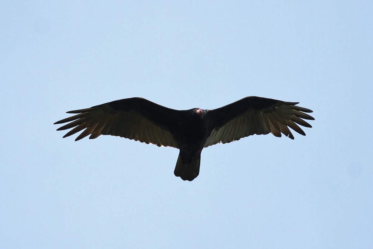 Turkey Vulture - ML79240591