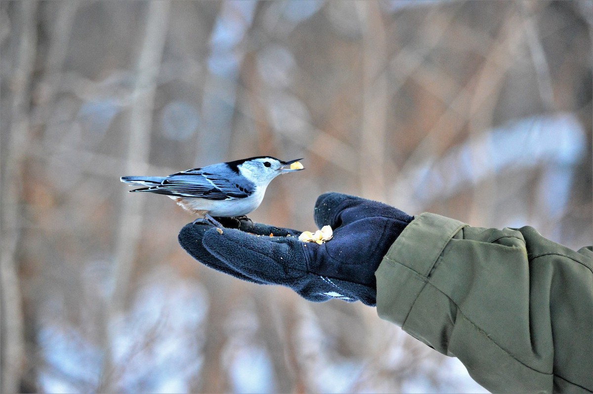 White-breasted Nuthatch - ML79242691
