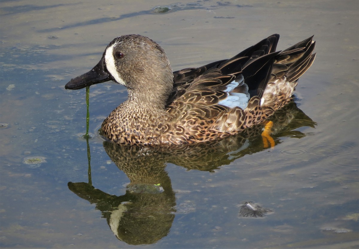 Blue-winged Teal - ML79243281