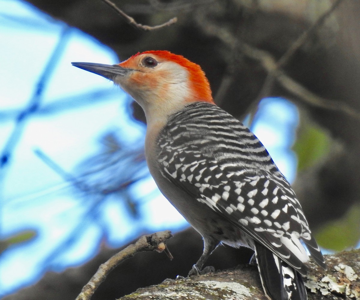 Red-bellied Woodpecker - Van Remsen