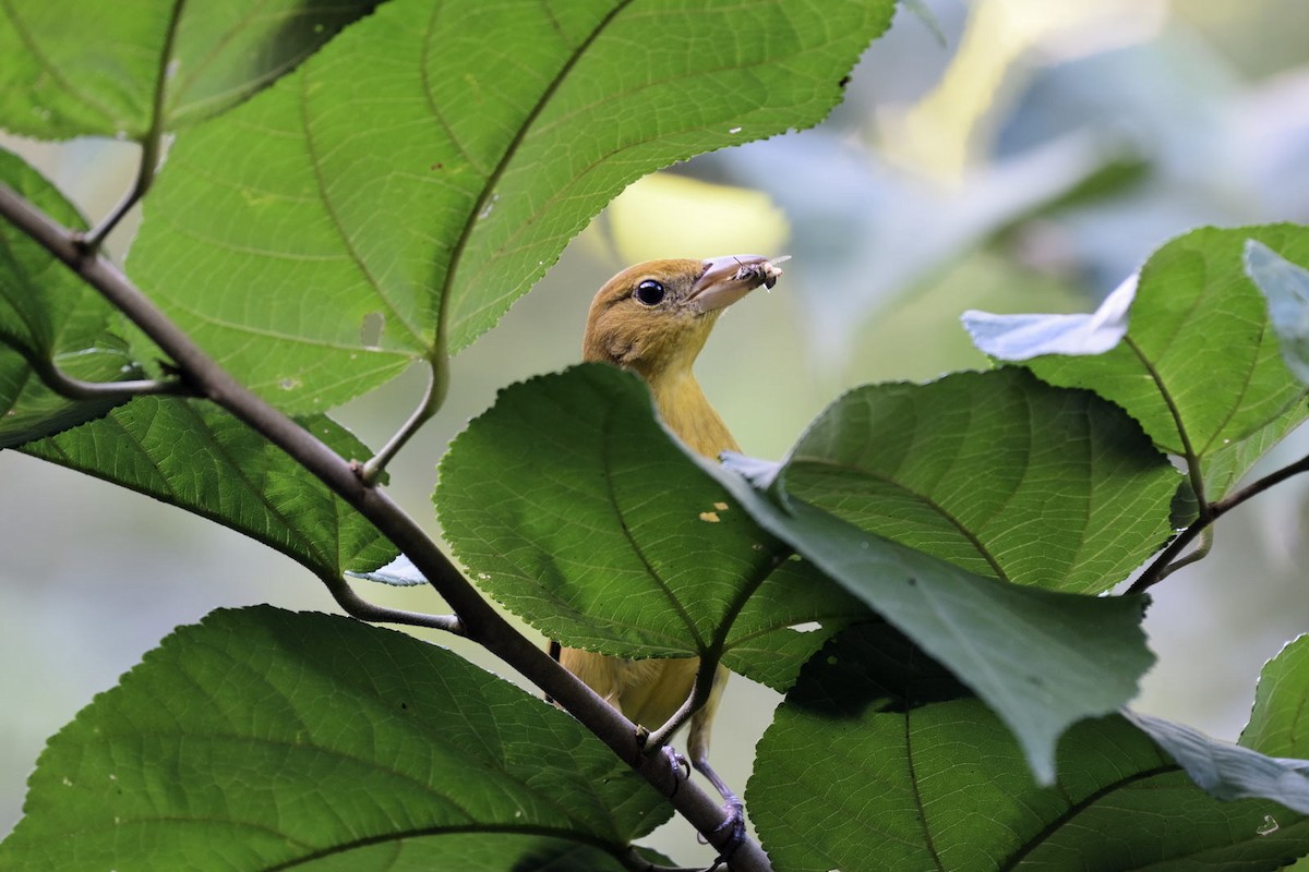 Summer Tanager - Luis Guillermo