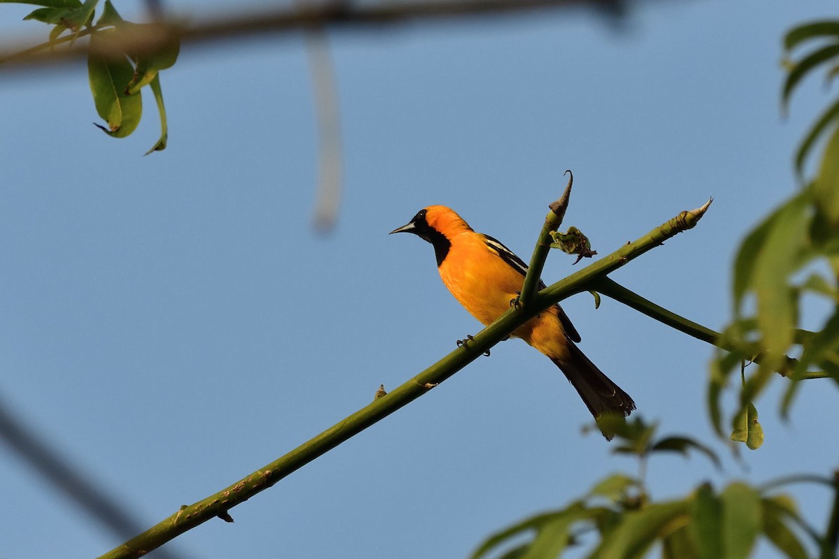 Hooded Oriole - Luis Guillermo