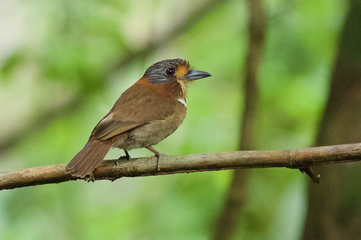 Rufous-necked Puffbird - ML79246001