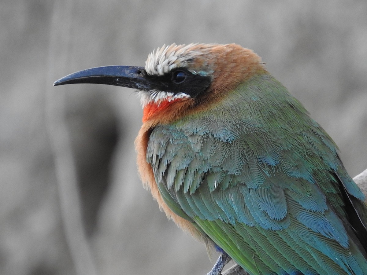 White-fronted Bee-eater - ML79248841