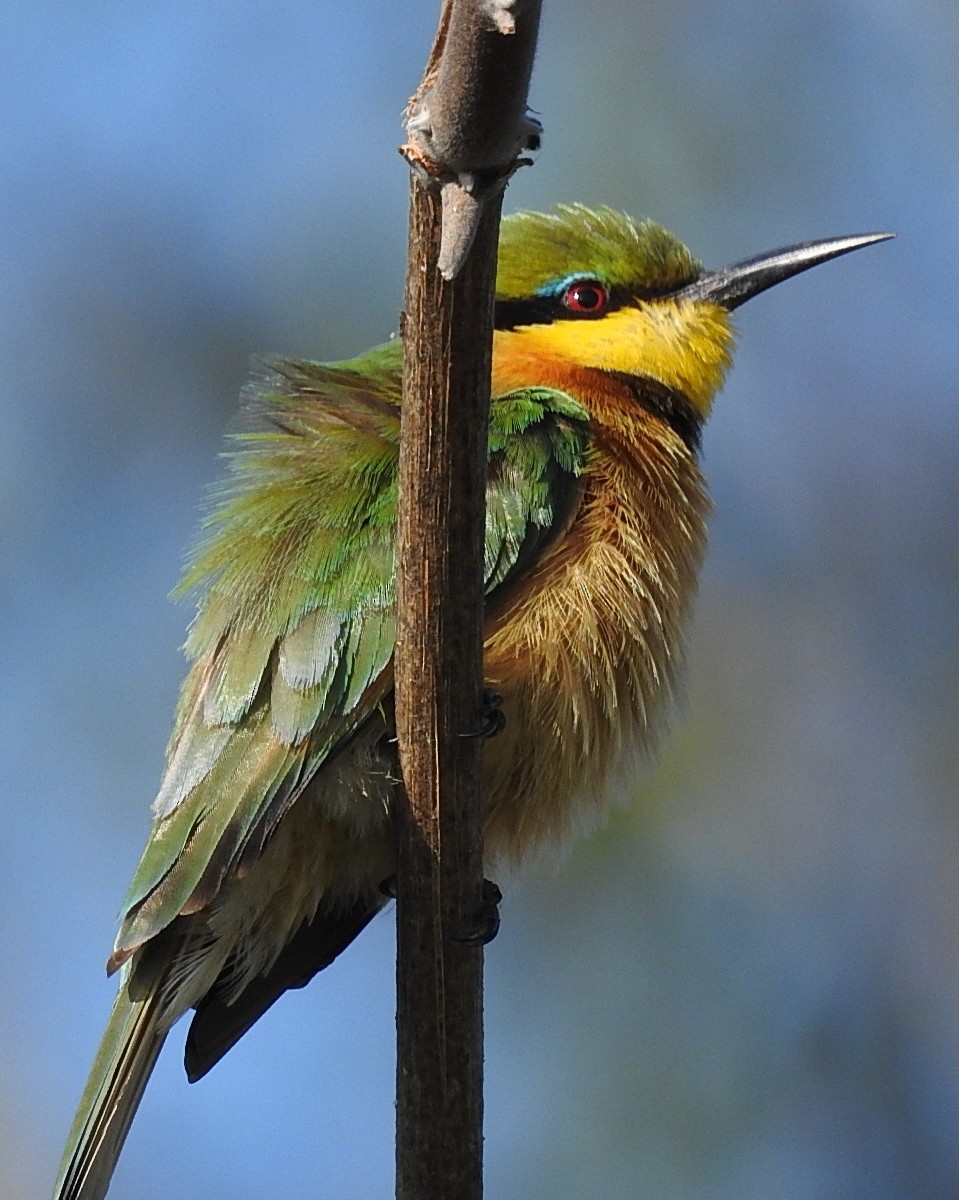 Little Bee-eater - Emerson Harman