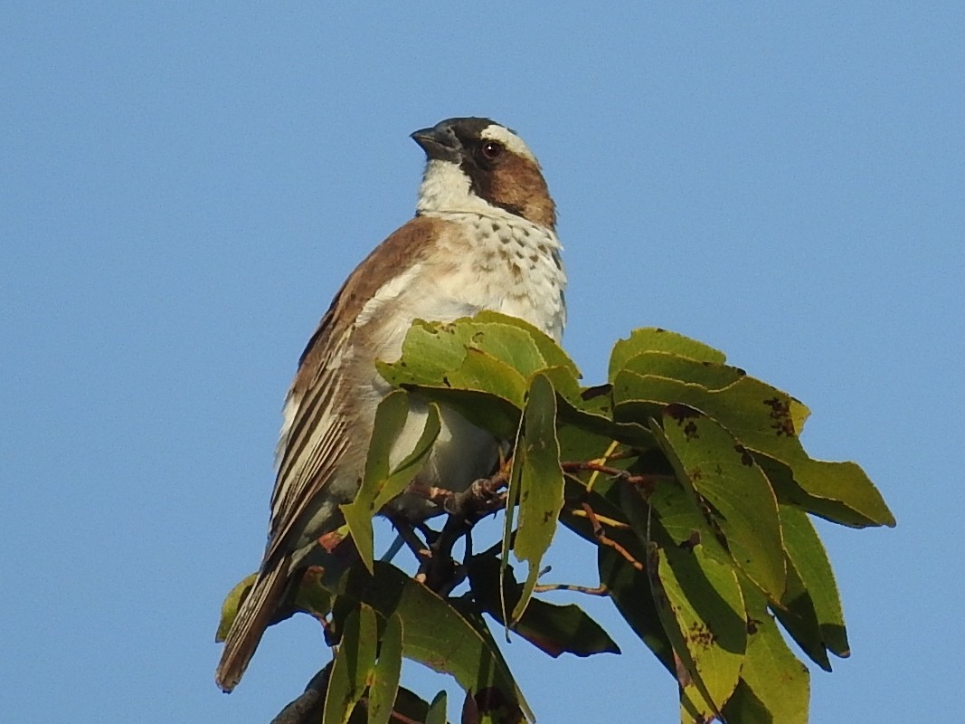 White-browed Sparrow-Weaver - Emerson Harman