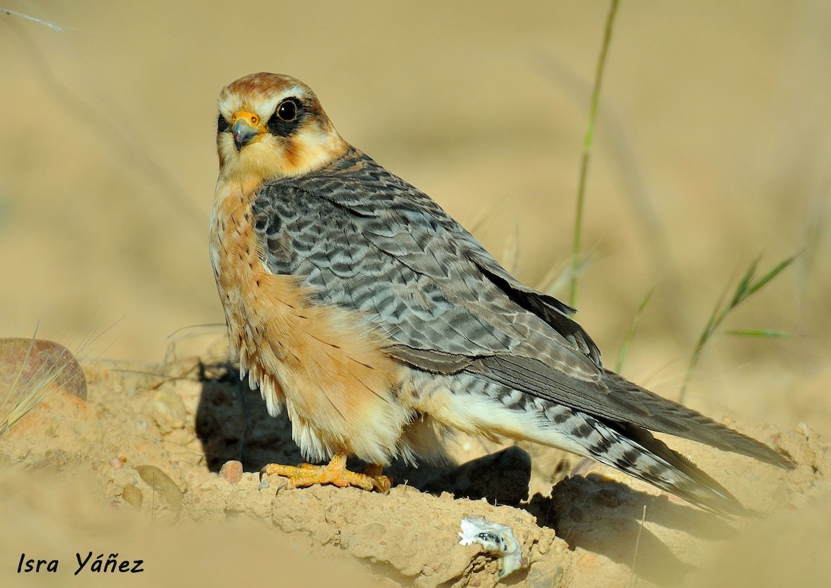 Red-footed Falcon - ML79258291