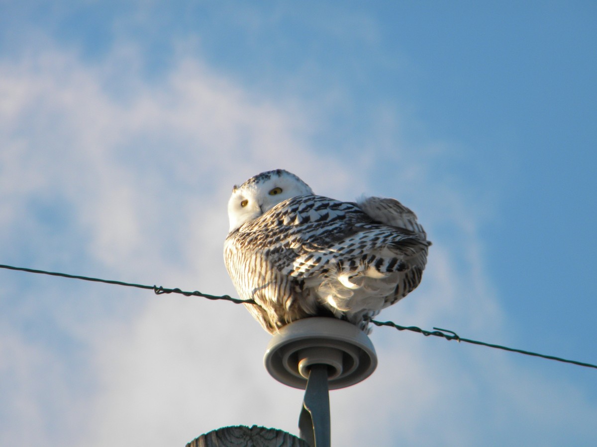 Snowy Owl - ML79260821