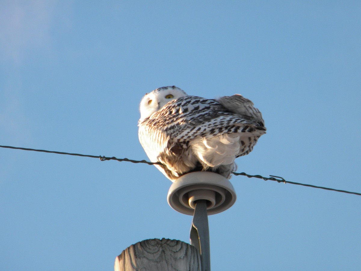 Snowy Owl - ML79260951