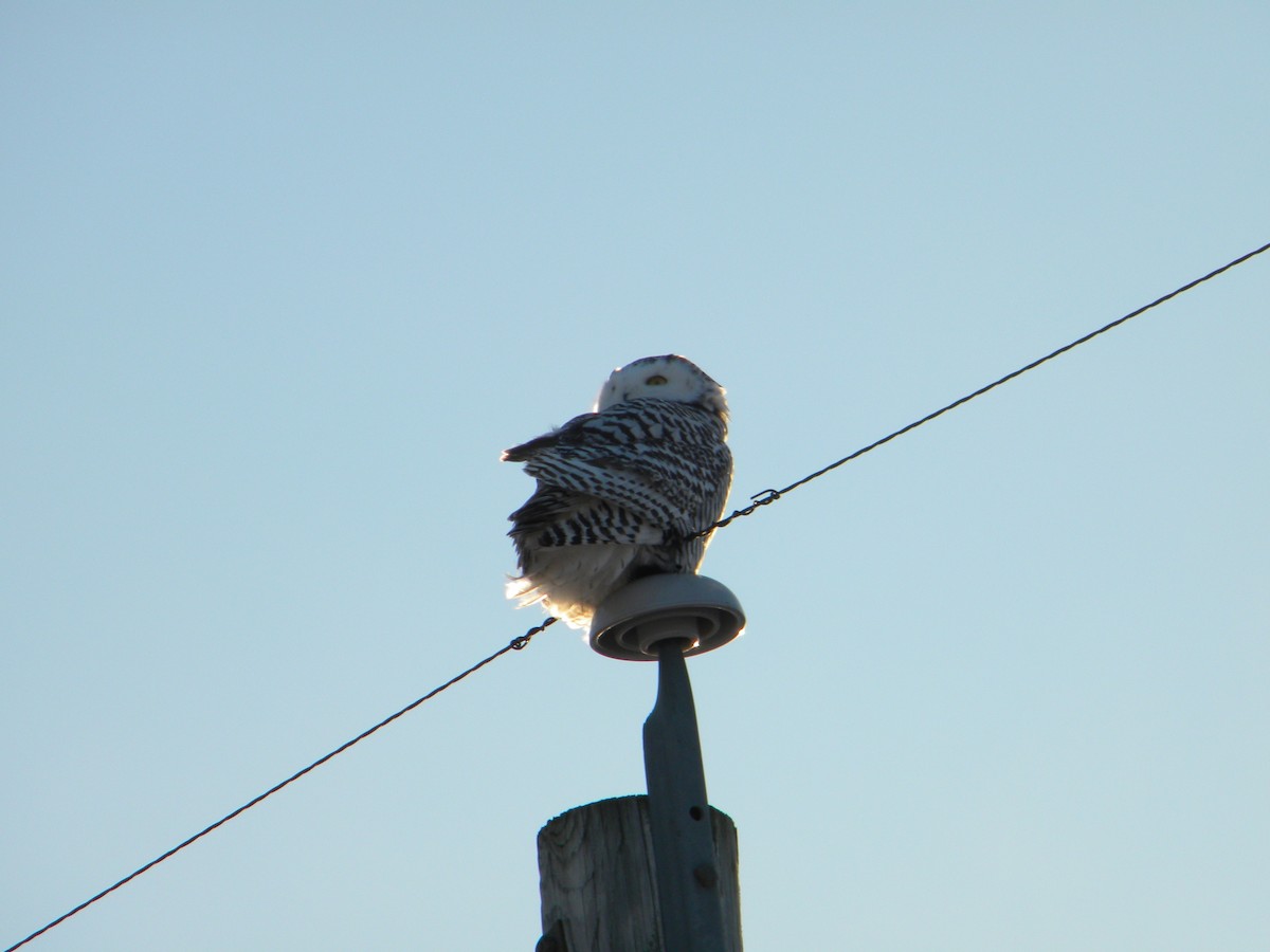 Snowy Owl - ML79260971