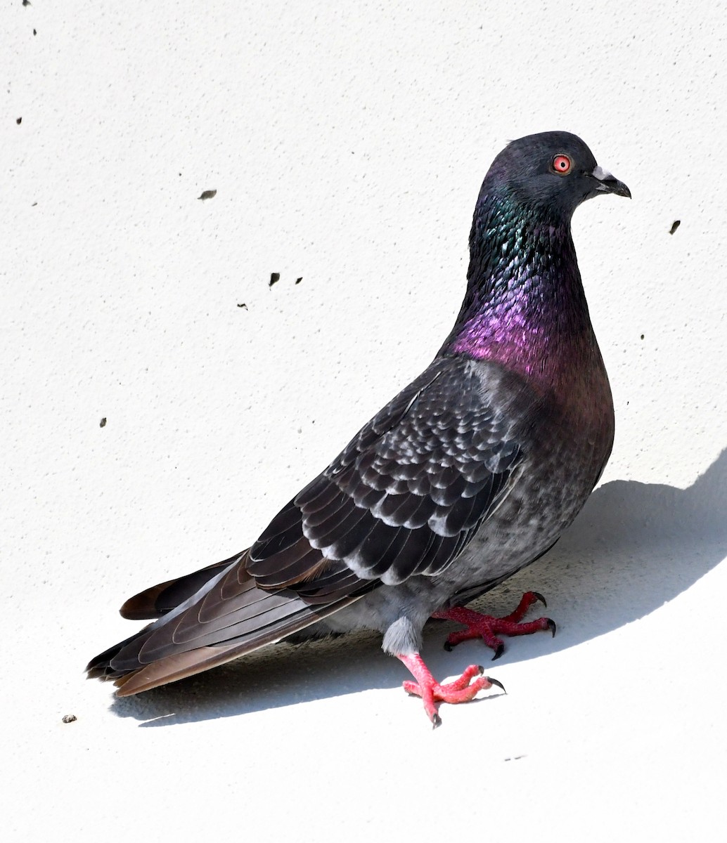 Rock Pigeon (Feral Pigeon) - Suzanne Zuckerman