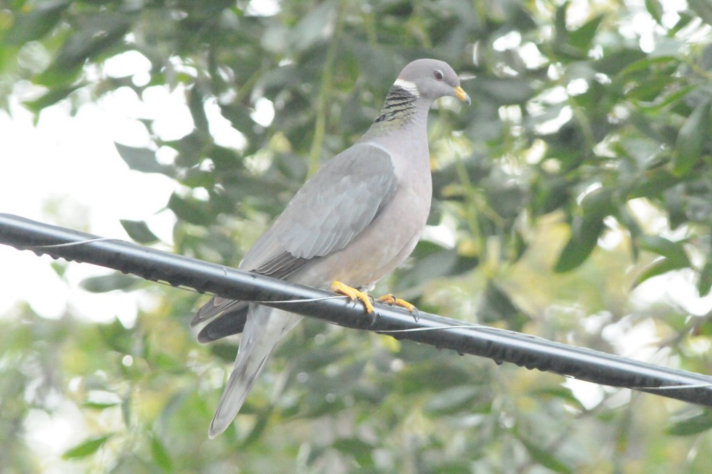 Band-tailed Pigeon - ML79263861