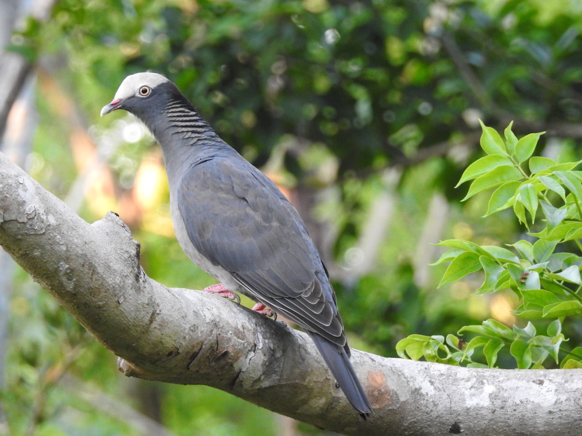 White-crowned Pigeon - ML79265631