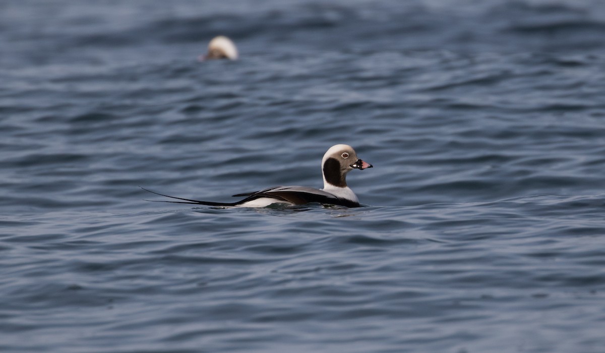 Long-tailed Duck - ML79269241