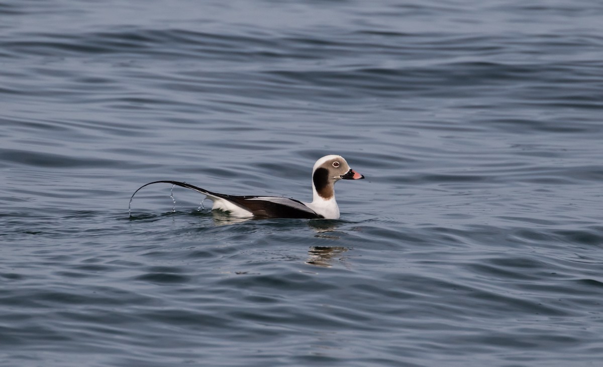 Long-tailed Duck - ML79269691