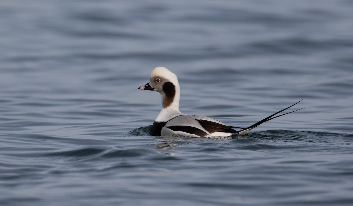 Long-tailed Duck - ML79269721