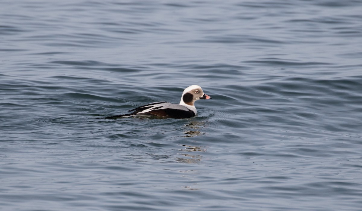 Long-tailed Duck - ML79269741