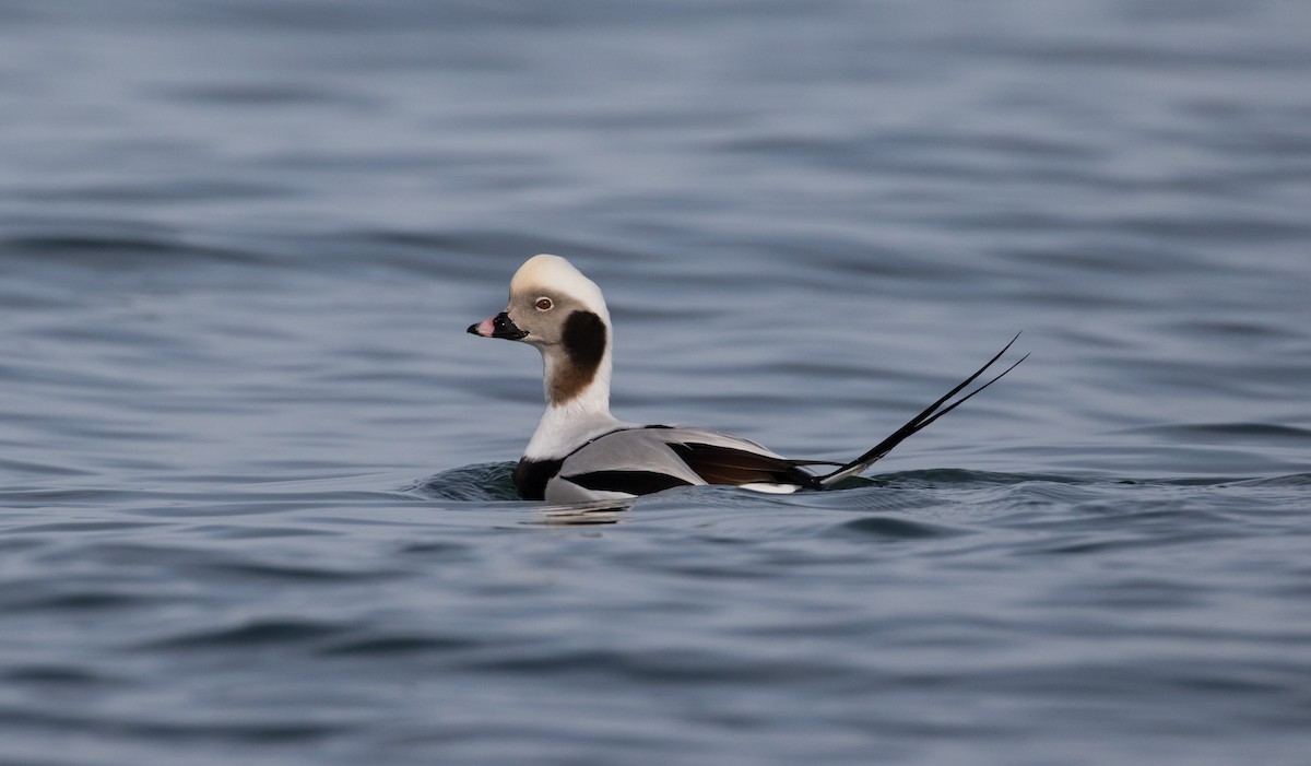 Long-tailed Duck - ML79269831