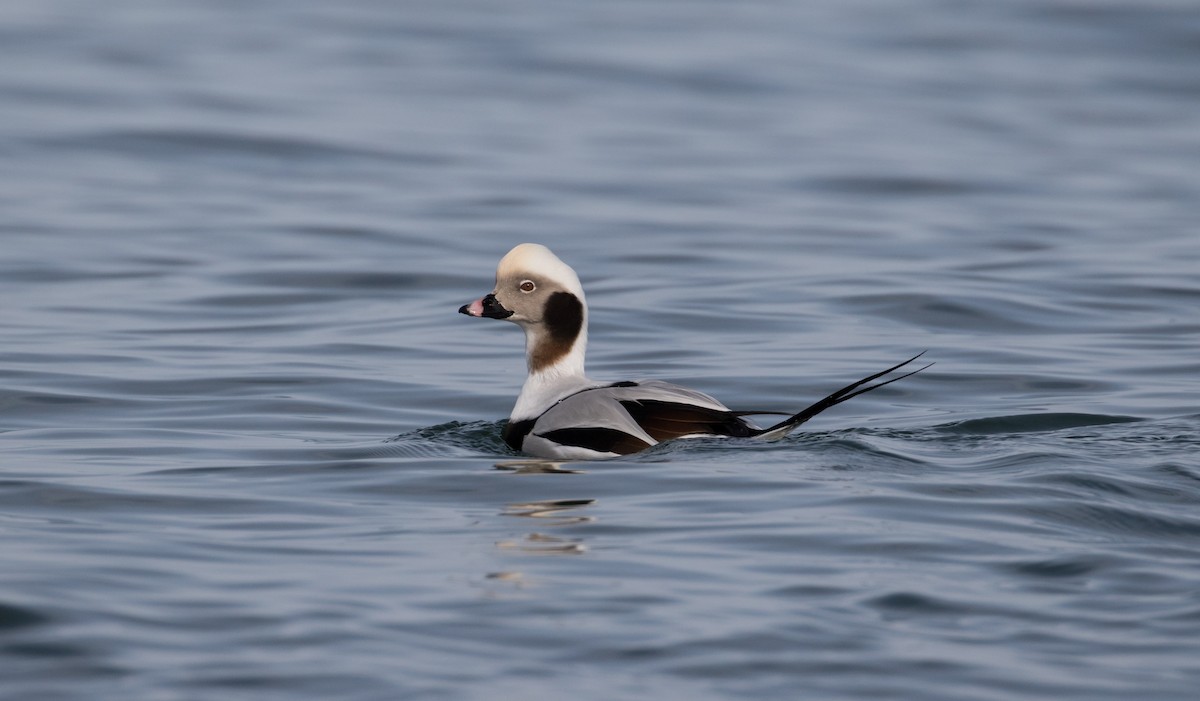 Long-tailed Duck - ML79269881