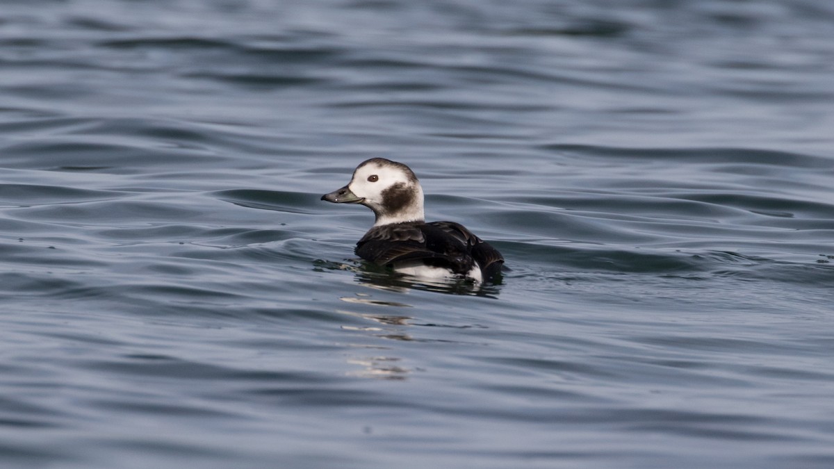 Long-tailed Duck - ML79270031