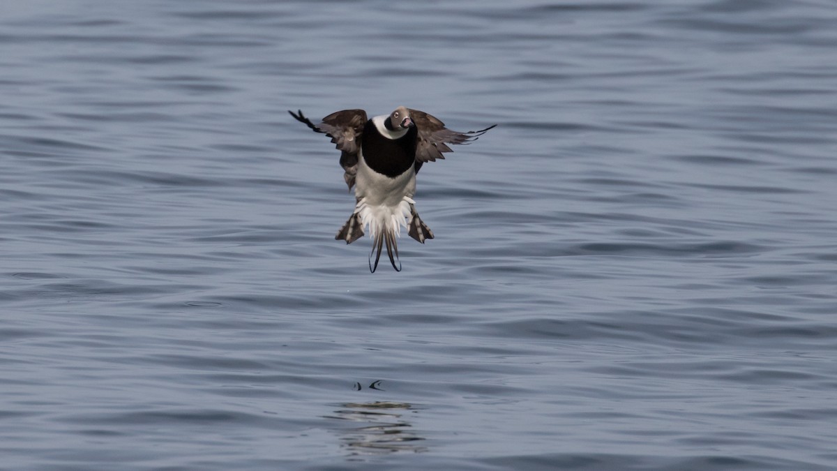 Long-tailed Duck - ML79270101